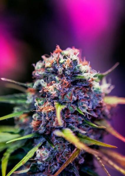 CBD+ Black Widow 3+1